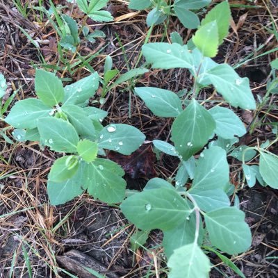 pipermclean_chb's profile picture. 