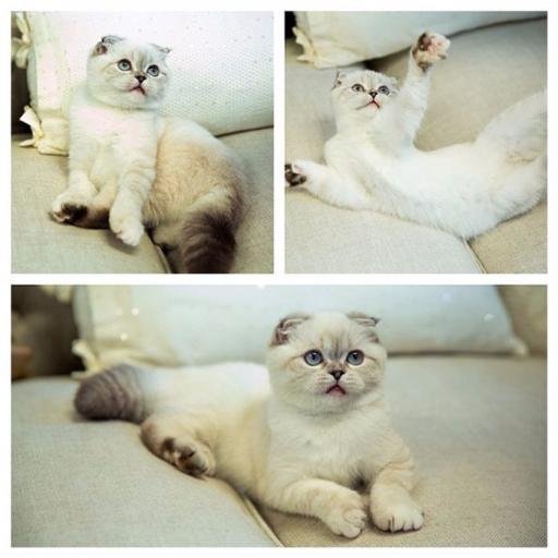 I'm a big fan of Taylor Swift and I love her cats, Meredith and Oliva; I am new, so please be patient xx
From New York, USA🇺🇸