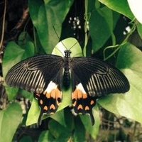 PHI (@psysocialhealth) 's Twitter Profile Photo