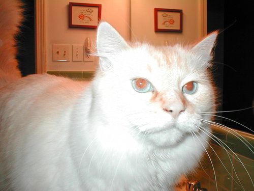 InsaneCatPosse's profile picture. Family.  Work.  Home.  Music.  Roll Tide.