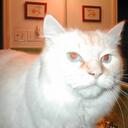 C Lynn Bacon - @InsaneCatPosse - Twitter