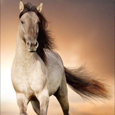 aswar2016's profile picture. مقاولات مشاريع مناقصات طرق faa.111@hotmail.com