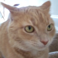 SandyWildCat's profile picture. bwdbvnfvnflfbknbfbchclkdfkorhgkjlbhvd. Stupid paws.