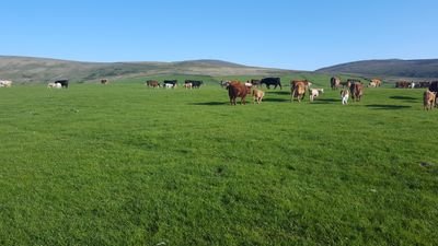 Beef and sheep farmer on the slopes of the Isle of Man