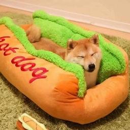 TheHotDoge's profile picture. I'm the doge. Hot doge.