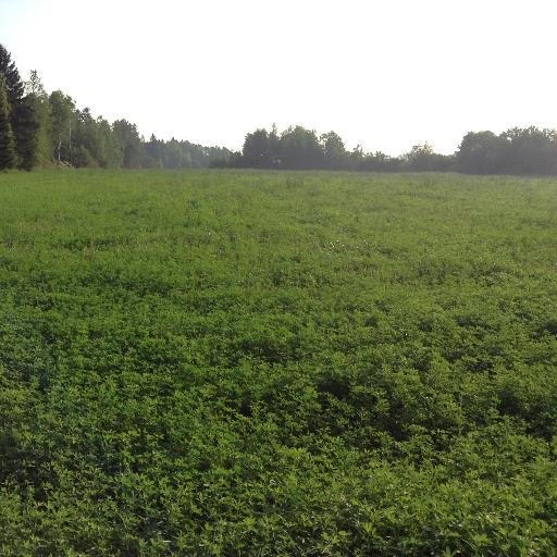 The New Brunswick Forage Initiative is a group of provincial associations that have started a collaborative movement to improve forage production in NB.