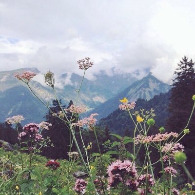 هي جنةٌ طابت وطاب نعيمها🌿، نهدف إلى التغريد بكل ما يقربنا إلى الجنة ويجعلنا نستلذ بنعيمها بإذن الله. - صدقة جارية