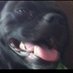 Ganon (@ganonthepuggle) Twitter profile photo Ganon (@ganonthepuggle) Twitter profile photo