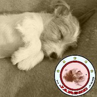 JARSSE (@jarssecom) 's Twitter Profile