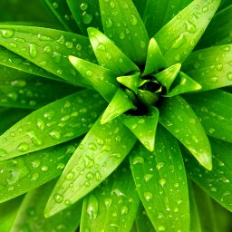 ErikaMAHB's profile picture. Communications Officer for the Millennium Alliance for Humanity and the Biosphere