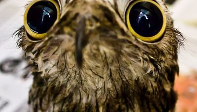 melopeya's profile picture. 🌙