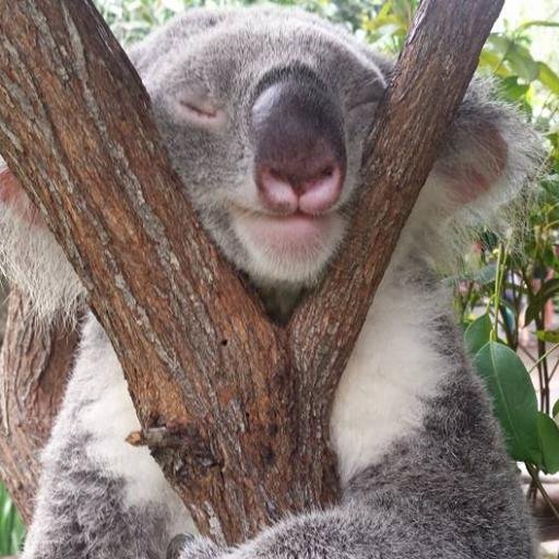 TomToffee9's profile picture. Everton shareholder and season ticket holder.