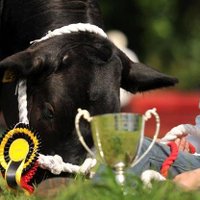 Clogher Valley Show (@cloghershow) 's Twitter Profile