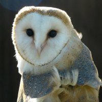 RaptorXotics (@raptorxotics) 's Twitter Profile