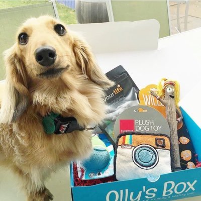 The original curated box of interactive toys, all-natural treats, and rad accessories for Aussie dogs! #aussiedogsrule