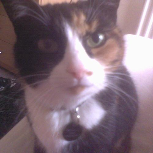 GeneralMao's profile picture. I am Ozz's Cat. Miaowww