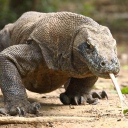 Komododork Profile Picture