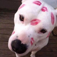 Pitbull w Lipstick💄 (@icerinkmomma) 's Twitter Profile