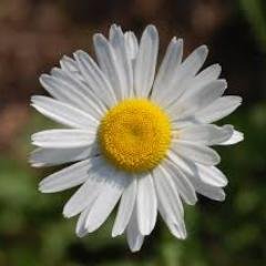 daisy20152016's profile picture. 