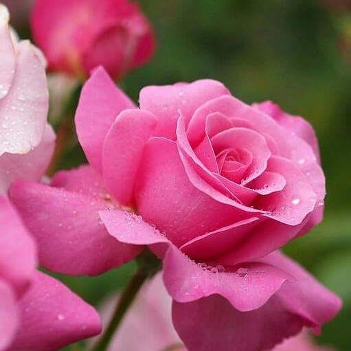 sait_yousuf's profile picture. 