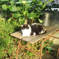 ズンドコベロンチョ (@octxgd0uurc4pq4) 's Twitter Profile Photo