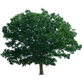 wandlearner's profile picture. A wanderer in the wilderness