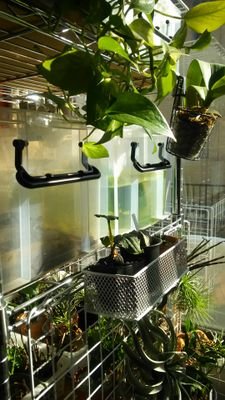 熱帯魚/爬虫類/植物/旅行/写真/音楽。日々の備忘メモと情報収集が目的。知見、成果の蓄積の一助になればいいな。無言フォローすみません。
