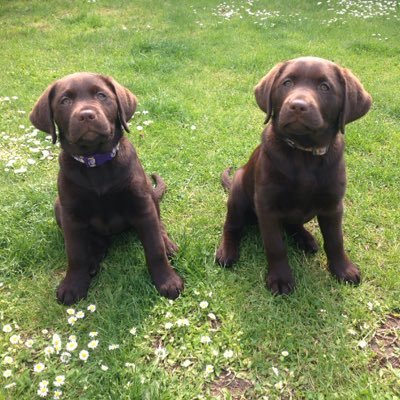 We are Chocolate Labrador Sisters, Florence & Jessica. Exploring the world & getting into mischief.