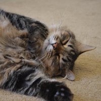 Stephen Clermont 🥥 🌴 (@sjclermont) 's Twitter Profile Photo