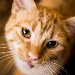 This account belongs to DJ, the relatively-silent half of Kitten Academy.
Kitten Academy is where kittens learn to cat.