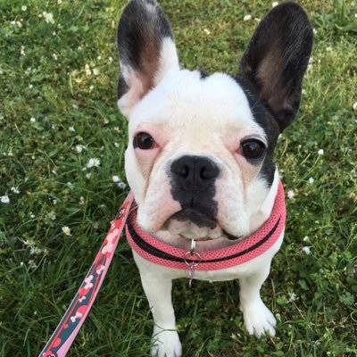 Follow the adventures of a lazy French Bulldog named Maya. You will enjoy my smile and happiness. I like playing, sleeping, treats, sleeping, rolling....