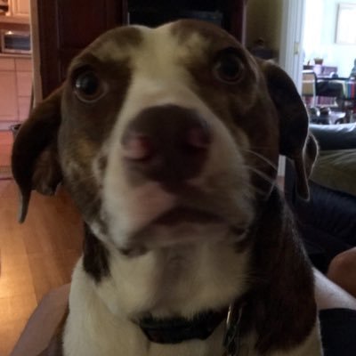 molldenmia's profile picture. Humanist, animal lover, honesty, truth, dreamer, activist, dog & cat parent, parent, grandparent, equality is paramount, spiritual -