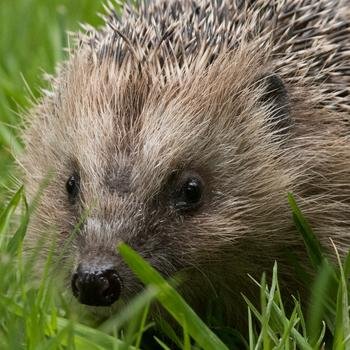 Hedgehog enthusiast in #Nuneaton, #Warwickshire monitoring local hedgehog activity. Promoting #hedgehog welfare, preservation & raising awareness.