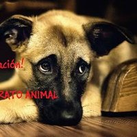 no maltrato animal (@antimutilacion) 's Twitter Profile