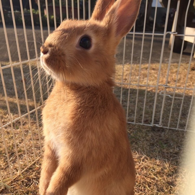 うさぎマジ癒される。品川区の二度づけ禁止。