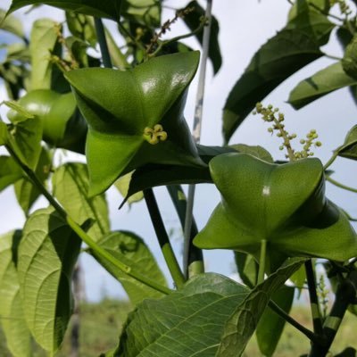 IririaCostaRica's profile picture. Encademaniento productivo en el sur de Costa Rica un desarrollo agro e industrial para activar la economía de nuestra región. Valor agregado 100% Natural.