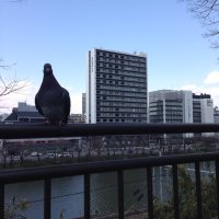 godmountain 本部 (@arata72012) 's Twitter Profile