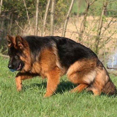 Dog Lover| World Traveler|This app is so much fun|