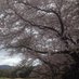 @bikkuriponyawa