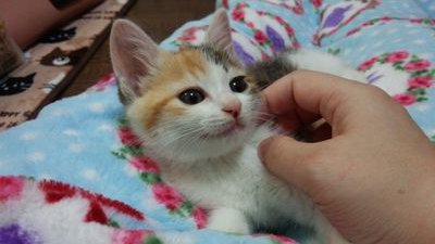 kakipone's profile picture. 2016年５月に愛護センターより貰い受けた三毛猫みらいちゃんが話題の中心。日常もFF14のこともつぶやくごった煮アカです。 無言フォロー歓迎♡猫ツイ多めならフォロバさせていただきます☆彡 FF14狼鯖/槍鯖/アイナナ垢@sioSabae きょうだい子猫、りく（白、男子）てん（サバトラ、女子）も 増えました！