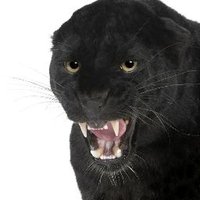 Quantock Beast (@quantockbeast) 's Twitter Profile