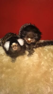 lord and lady marmoset