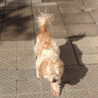 patinbay's profile picture. Santiaguino y feliz de vivir en esta ciudad grande diversa alegre de vez en cuando, respetuoso del mundo animal sensible ante el que sufre, en CONTRA