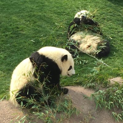 SaSa_0910's profile picture. 👩(31)👨(31):大阪在住。JAM'sです🍏❤️💙💛夫とは仲良し。ミセスに元気をもらって子育てと仕事を両立させてます！急なフォロー失礼します。タメ口大歓迎です☺︎