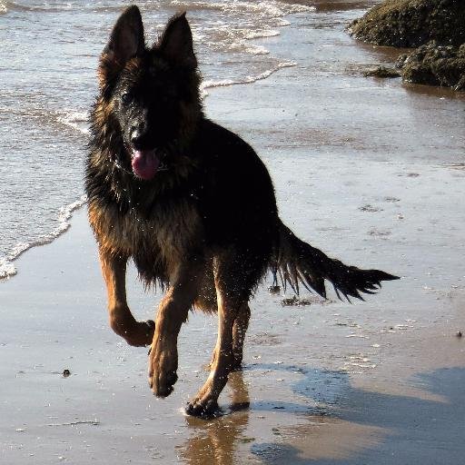 Exiled Devonian, PAFC fan, Adopted Black Country over 40 years. Pub crusader. Proud Brit. Love the sea and dogs- esp German Shepherds. Drakeford & Yousuf 🤬.