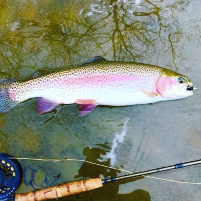 Just a couple college students offering cheaply guided fly fishing trips for trout on a highly unknown stream in mid eastern Ohio. Message for rates and dates.