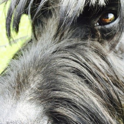 JorvikK9's profile picture. Both professionaly & as a hobby I train and work dogs in #IPO & #personal #protection. I specialise in #Giant #Schnauzers but also work multiple breeds.