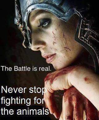 donnabello54's profile picture. I fight for all .