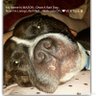 steeler14527's profile picture. #AnimalAdvocateWarrior 4 those who have NO voice~I Started #NoKillShelter~Educations key 2 making change & saving lives~Mom of 2Dogs 3Cats~They rescued me~♥