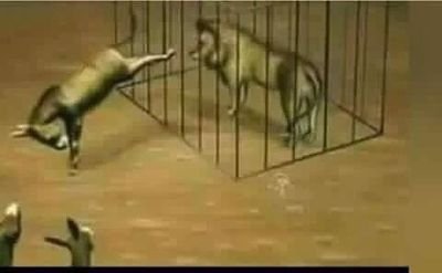 adel74alhaj's profile picture. خير مافي اخر الزمان صهوة جواد. أو راعي غنم في شعب من شعب الجبال.